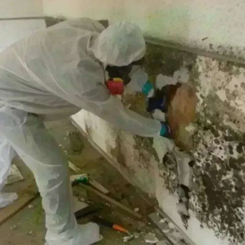 Mold Remediation and Removal in Kemmerer, WY